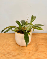 Hoya pubicalyx ‘Silver Splash’ - Plant Daddy
