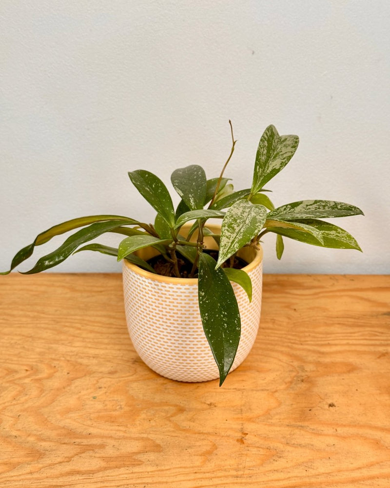 Hoya pubicalyx ‘Silver Splash’ - Plant Daddy