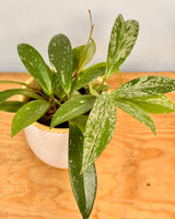 Hoya pubicalyx ‘Silver Splash’ - Plant Daddy