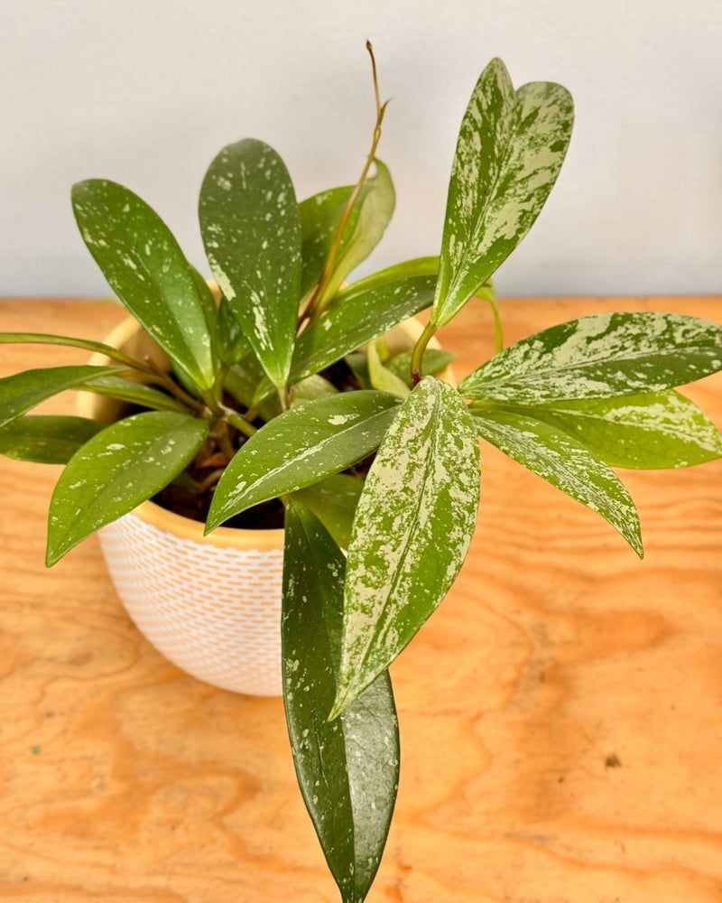 Hoya pubicalyx ‘Silver Splash’ - Plant Daddy