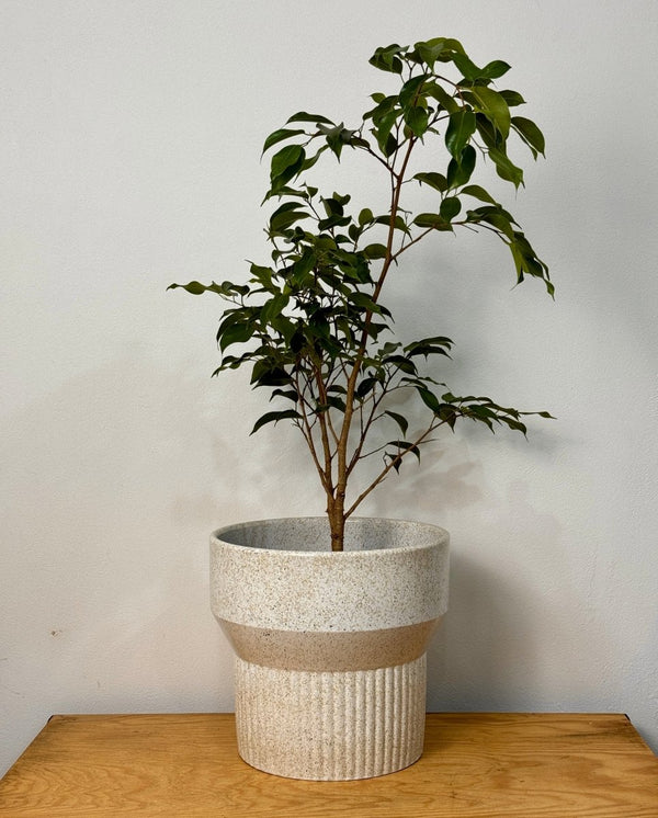 Ivory Ripple Ceramic Pedestal Pot - Plant Daddy