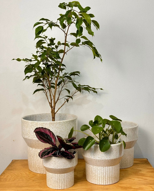 Ivory Ripple Ceramic Pedestal Pot - Plant Daddy