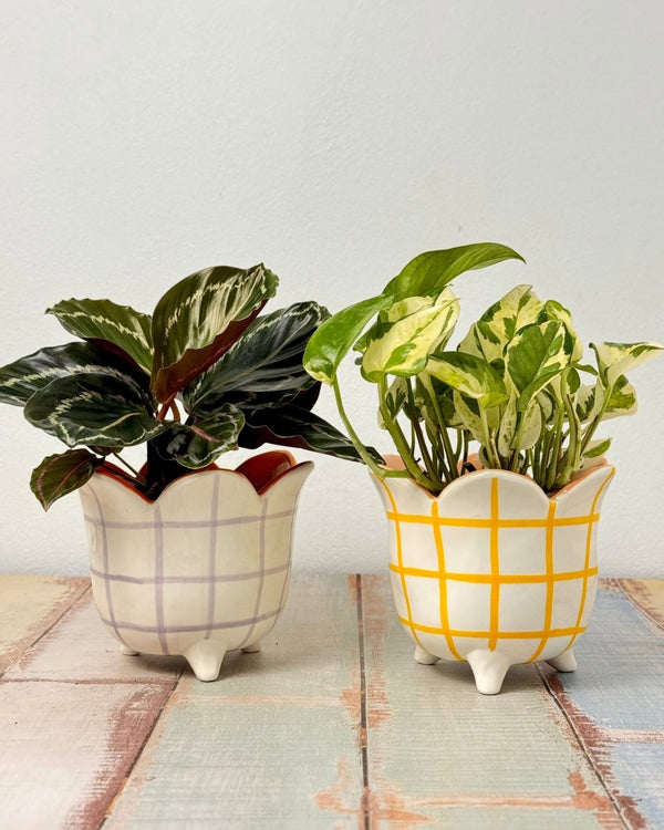 Jojo Petal Ceramic Pot - Plant Daddy