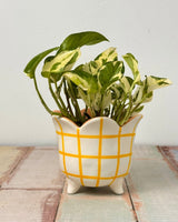 Jojo Petal Ceramic Pot - Plant Daddy