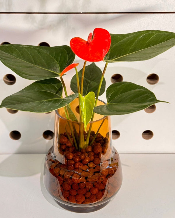 Lamp Light Glass Vase with Anthrium Flamingo - Plant Daddy