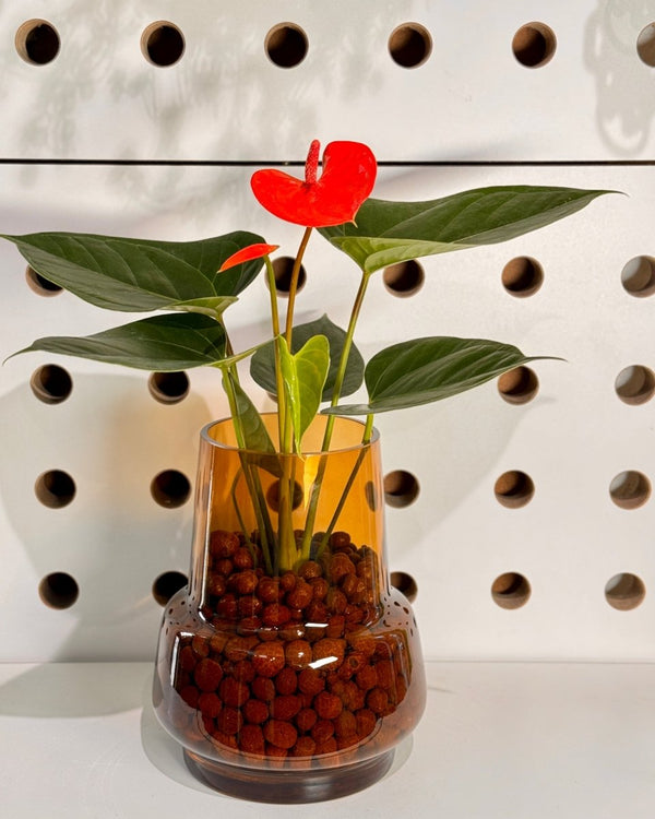 Lamp Light Glass Vase with Anthrium Flamingo - Plant Daddy