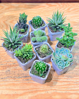 Little Cacti & Succer Surprise - Plant Daddy