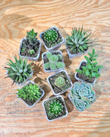 Little Cacti & Succer Surprise - Plant Daddy