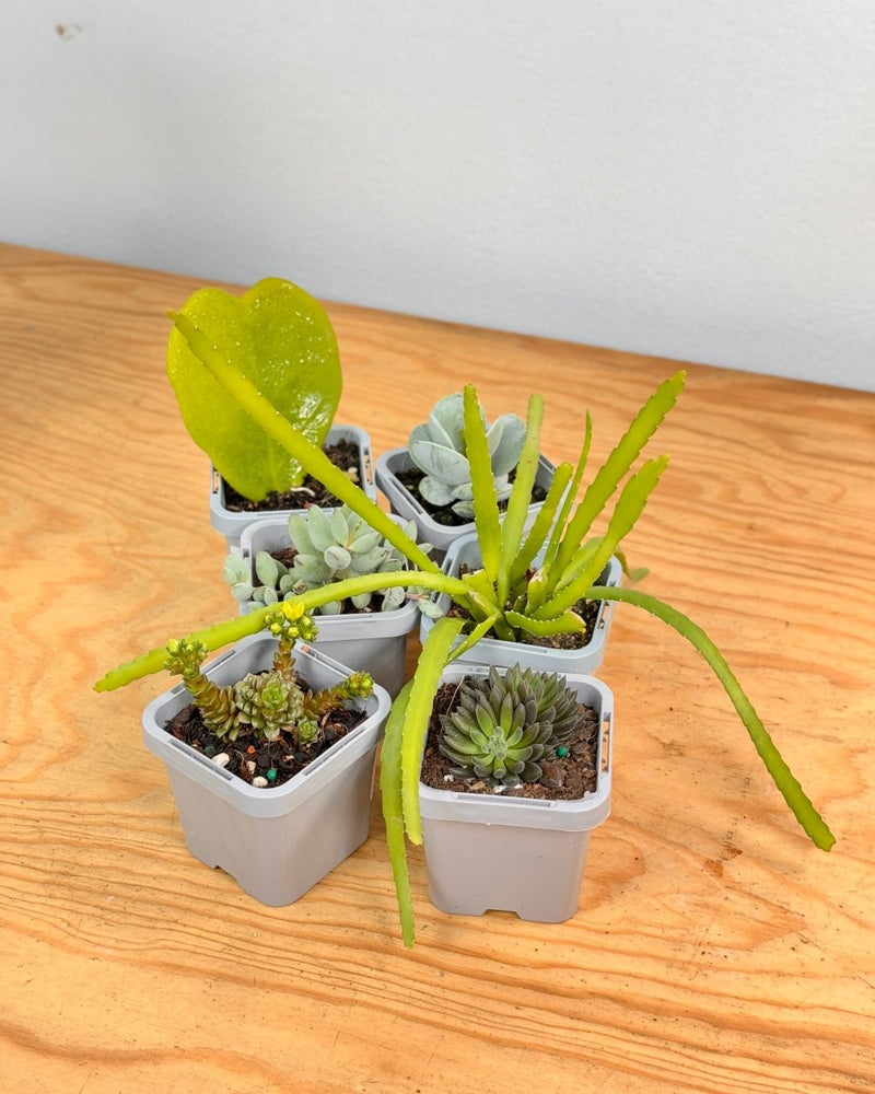 Little Cacti & Succer Surprise - Plant Daddy