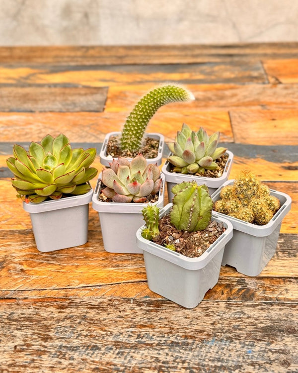 Little Cacti & Succer Surprise - Plant Daddy