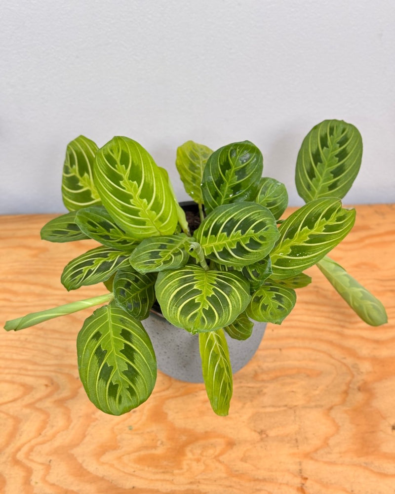 Maranta 'Lemon Lime' - Plant Daddy