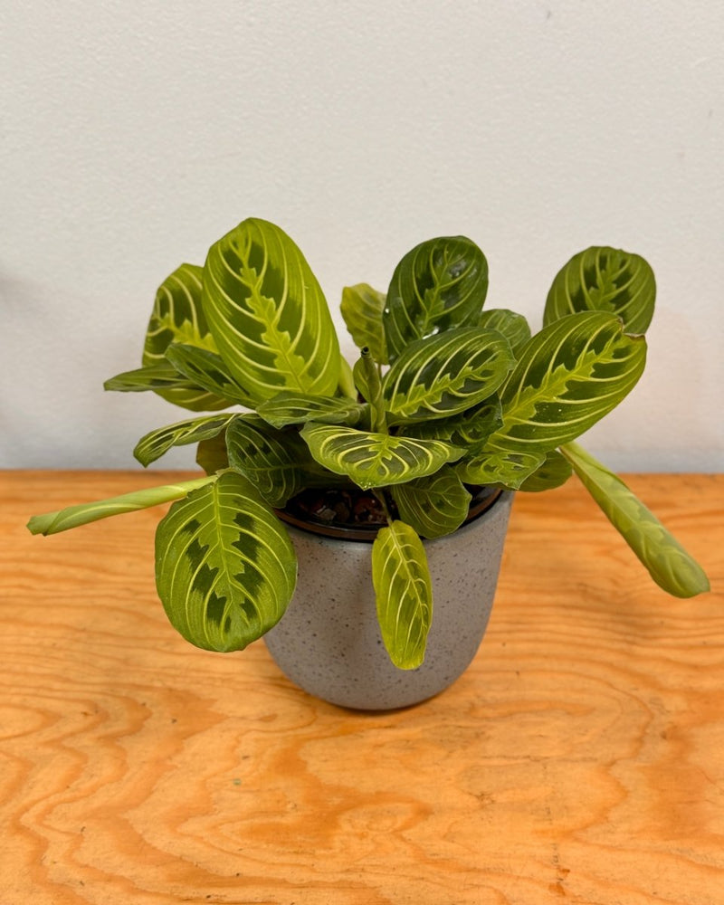 Maranta 'Lemon Lime' - Plant Daddy