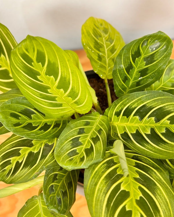 Maranta 'Lemon Lime' - Plant Daddy