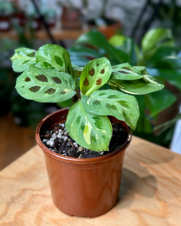 Maranta leuconeura ‘Variegata’ - Plant Daddy