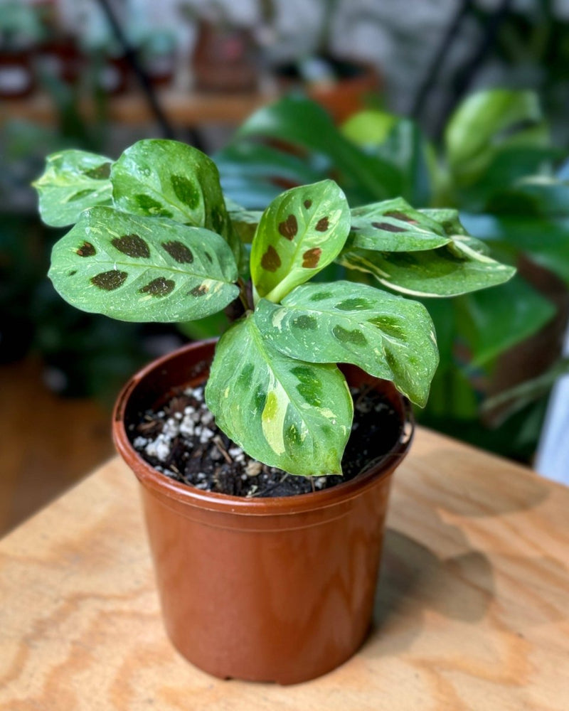Maranta leuconeura ‘Variegata’ - Plant Daddy