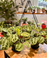 Maranta leuconeura ‘Variegata’ - Plant Daddy