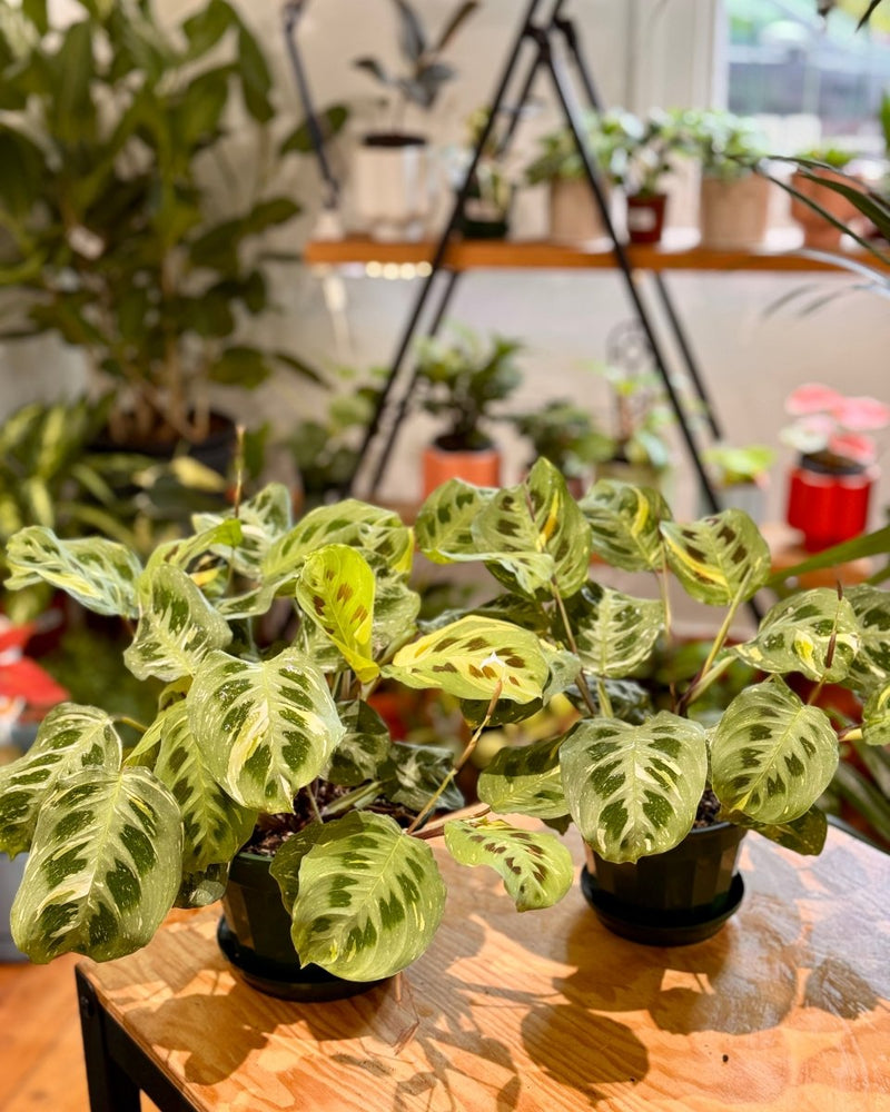 Maranta leuconeura ‘Variegata’ - Plant Daddy