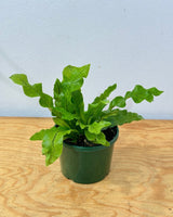 Microsorum musifolium ‘Crocodyllus’ - Plant Daddy