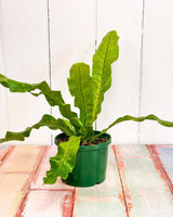 Microsorum musifolium ‘Crocodyllus’ - Plant Daddy