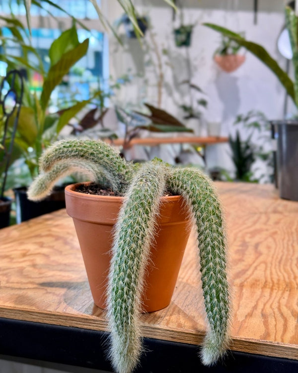 Monkey Tail Potted Garden - Plant Daddy