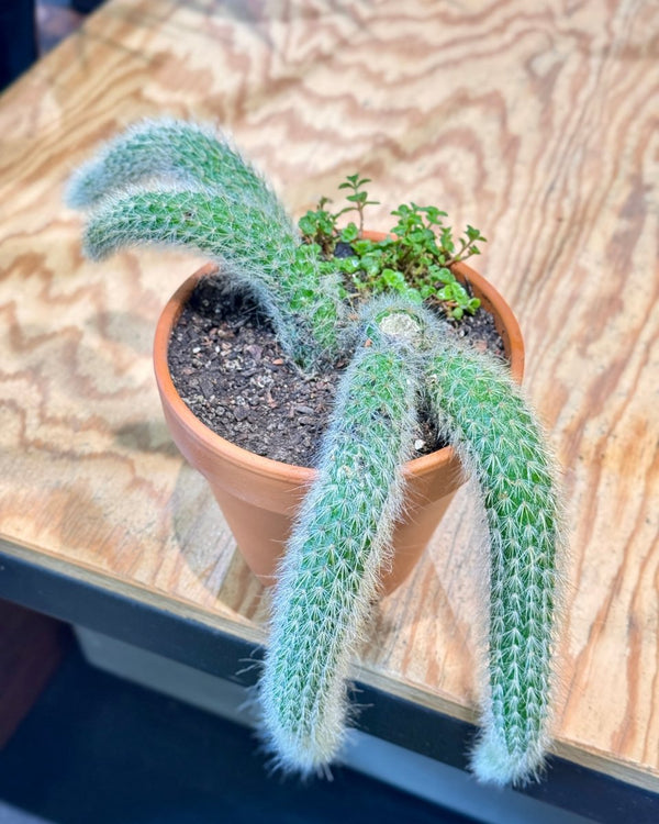 Monkey Tail Potted Garden - Plant Daddy