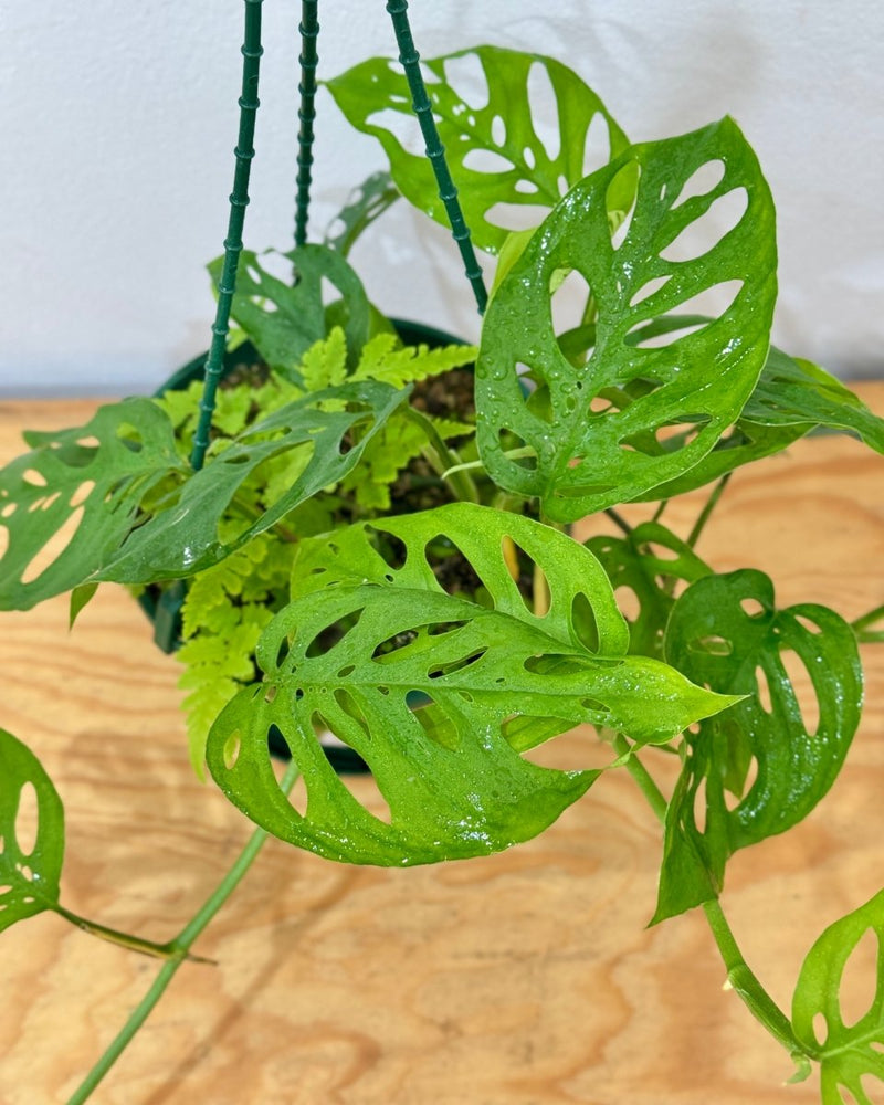 Monstera adansonii 'Narrow Form' - Plant Daddy