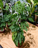 Monstera adansonii 'Narrow Form' - Plant Daddy