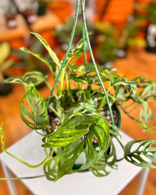 Monstera adansonii 'Narrow Form' - Plant Daddy
