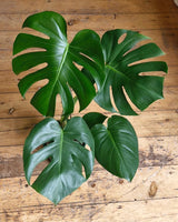 Monstera deliciosa (Fruit Salad Plant) - Plant Daddy