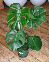 Monstera deliciosa (Fruit Salad Plant) - Plant Daddy