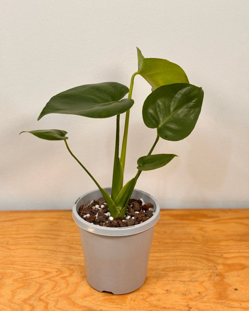 monstera deliciosa fruit salad plant Monstera deliciosa Fruit Salad Plant