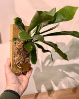 Mounted Elkhorn - Plant Daddy