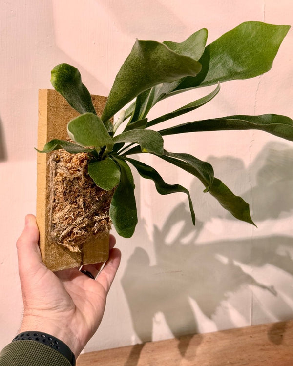 Mounted Elkhorn - Plant Daddy
