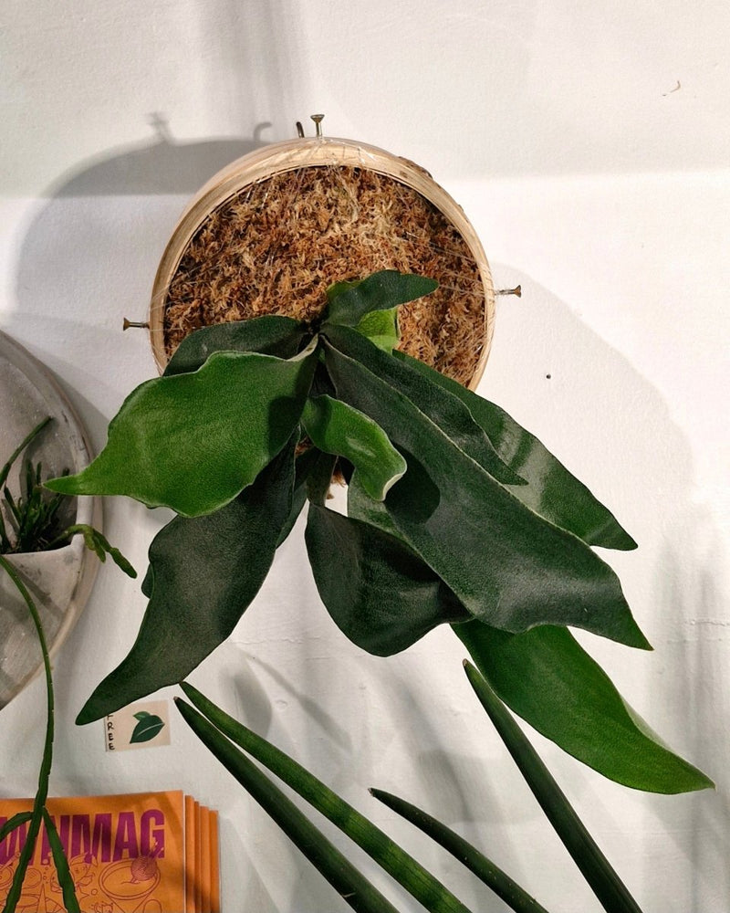 Mounted Elkhorn - Plant Daddy