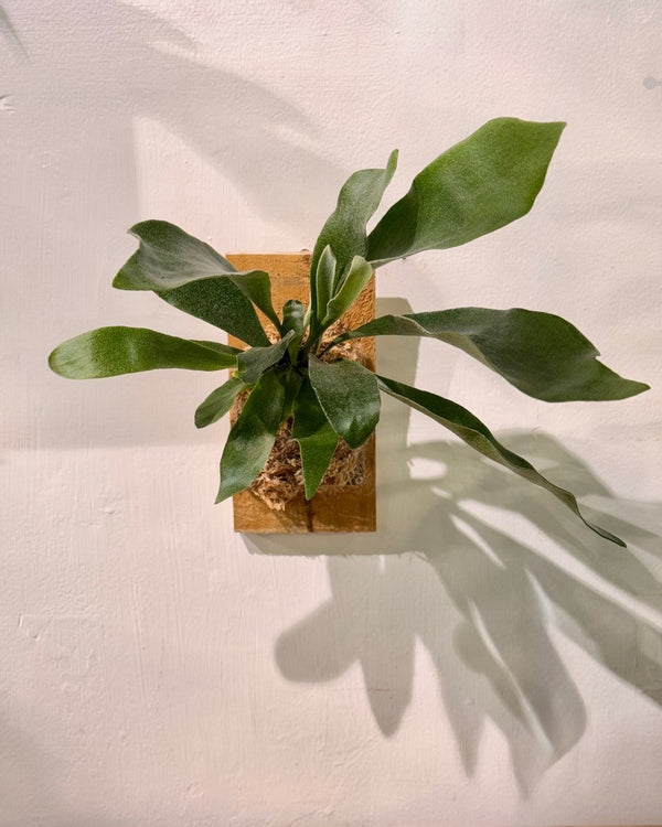 Mounted Elkhorn - Plant Daddy