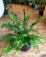 Nephrolepis biserrata (Macho Fern) - Plant Daddy