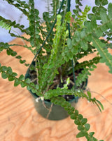 Nephrolepis cordifolia ‘Duffii’ - Plant Daddy
