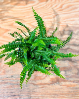 Nephrolepis cordifolia ‘Duffii’ - Plant Daddy