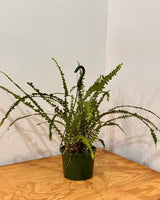 Nephrolepis cordifolia ‘Duffii’ - Plant Daddy