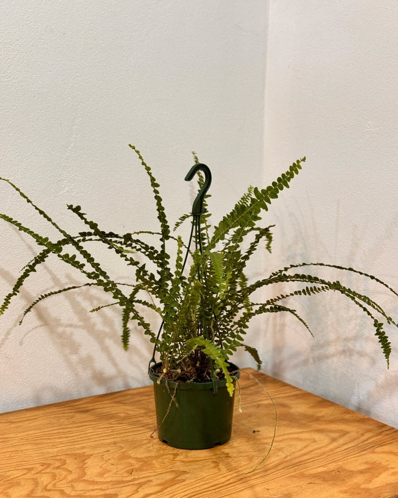 Nephrolepis cordifolia ‘Duffii’ - Plant Daddy