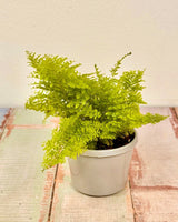 Nephrolepis smithii 'Cotton Candy' - Plant Daddy