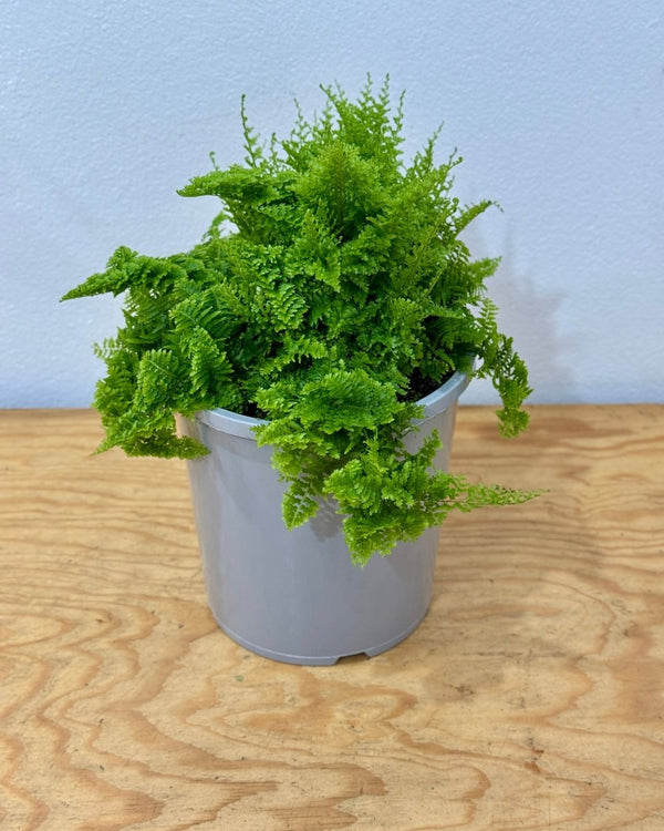 Nephrolepis smithii 'Cotton Candy' - Plant Daddy