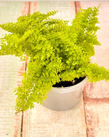 Nephrolepis smithii 'Cotton Candy' - Plant Daddy