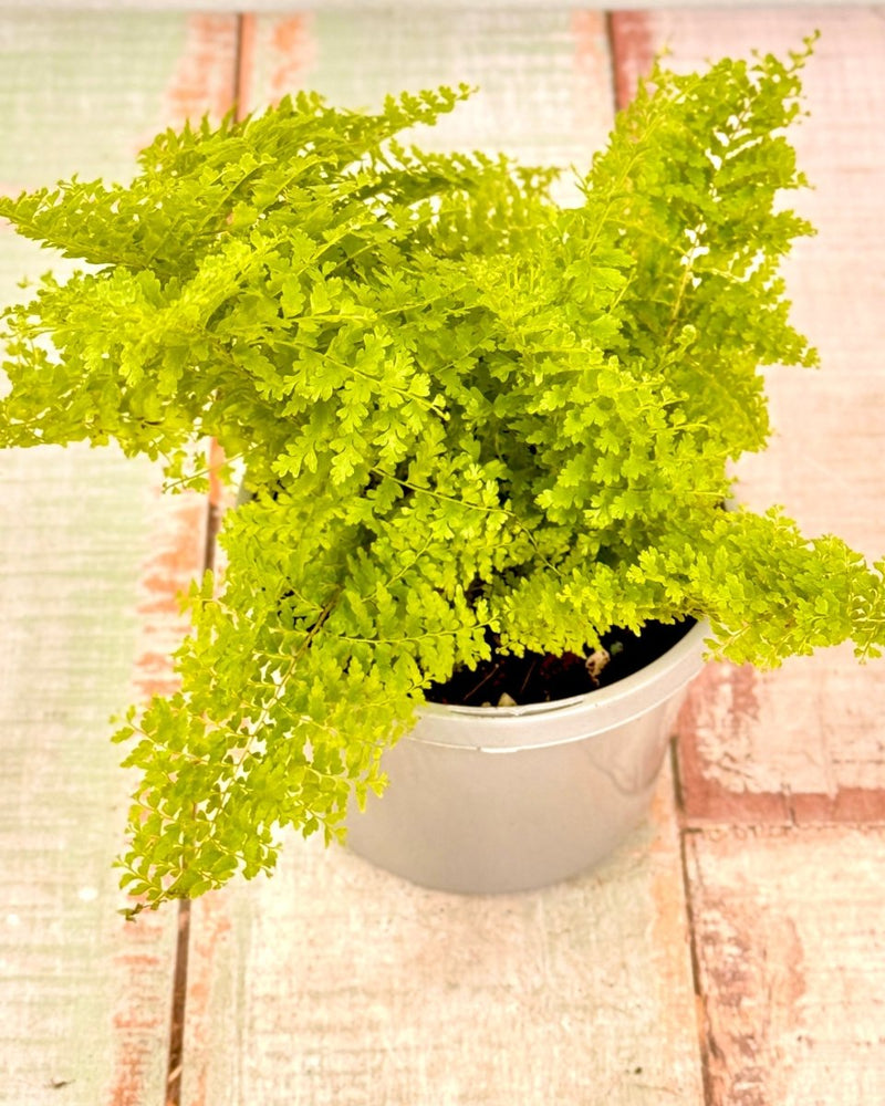 Nephrolepis smithii 'Cotton Candy' - Plant Daddy