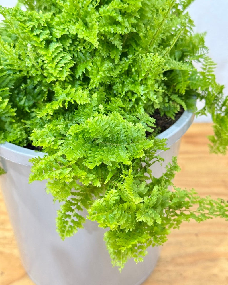 Nephrolepis smithii 'Cotton Candy' - Plant Daddy