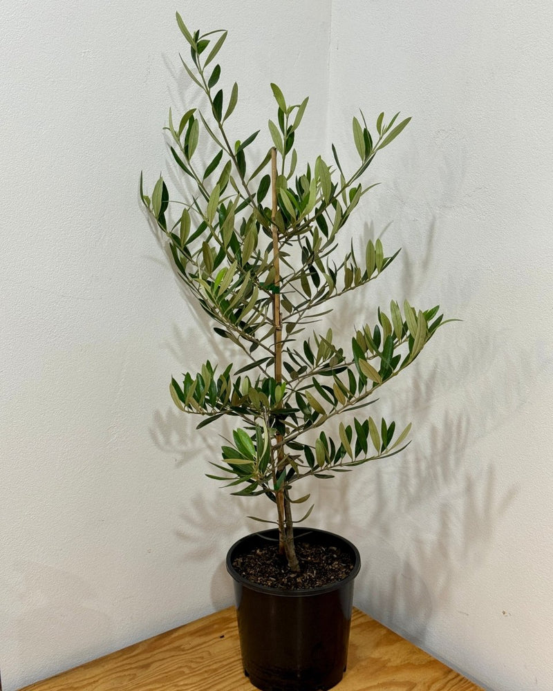 Olea europaea ‘Frantoio’ - Plant Daddy