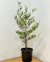 Olea europaea ‘Frantoio’ - Plant Daddy