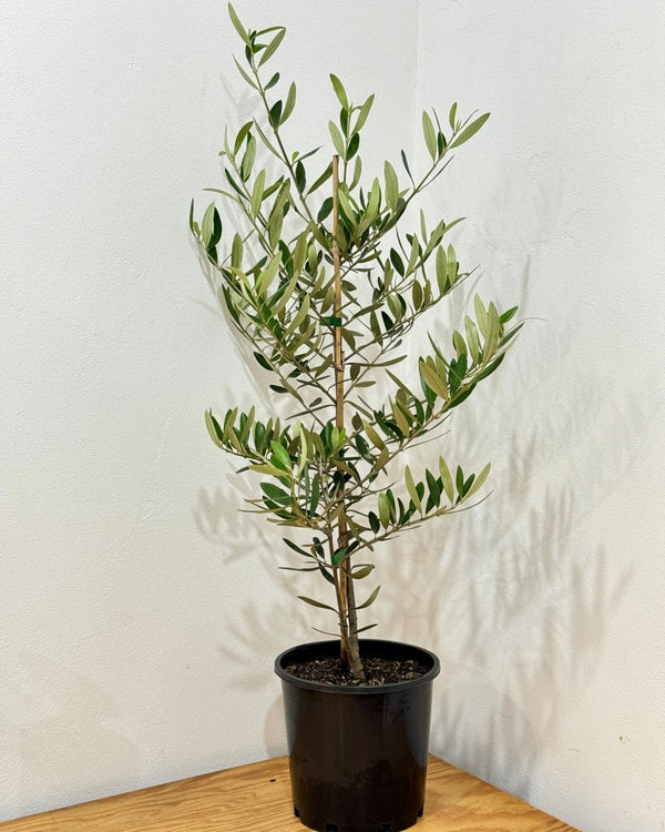 Olea europaea ‘Frantoio’ - Plant Daddy