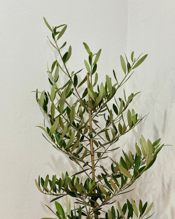 Olea europaea ‘Frantoio’ - Plant Daddy