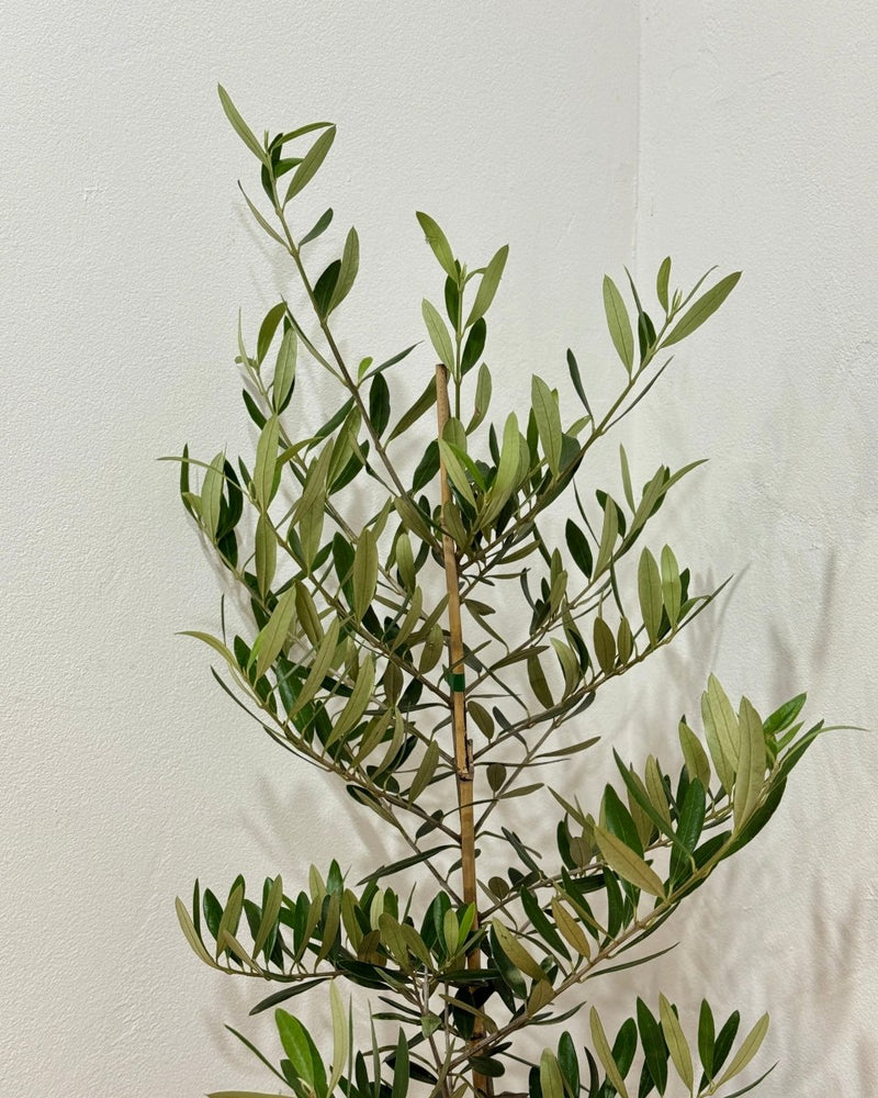 Olea europaea ‘Frantoio’ - Plant Daddy